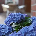 Hotel Cityhotel Amadeus - 3 Sterne Superior 3*